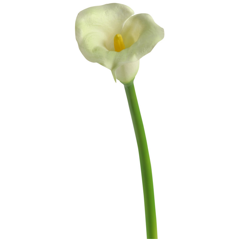 Petite tige de lis Calla