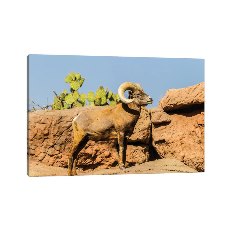 USA, Arizona, Arizona-Sonora Desert Museum. Desert bighorn ram. 1 Piece Wrapped Canvas Wall Art, 20.32 cm H x 30.48 cm W