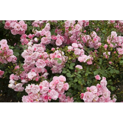 Pink rose flowers