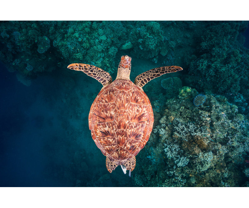 Wrapped Canvas Print, 50.8 cm H x 76.2 cm W