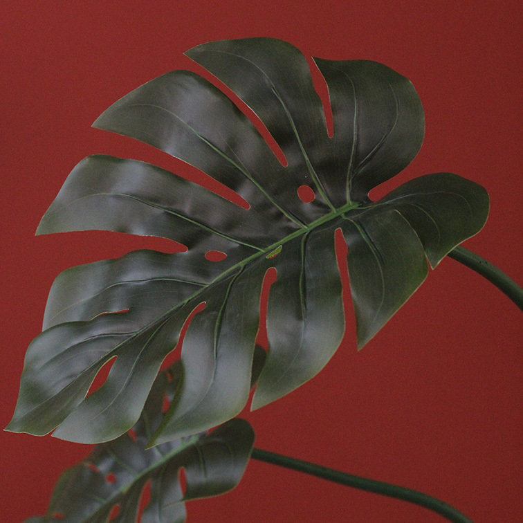 Monstera Plant, 200cm H x 170cm W x 170cm D, 42