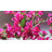 72'' Artificial Bougainvillea Tree In Pot