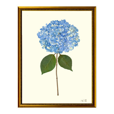 Pressed Hydrangea Print by Sandy Whitaker