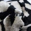 Square Pillow Cover & Insert-818798274