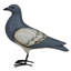 Pigeon, bois