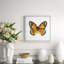 Butterfly Study 5' Framed Graphic Art Print on Glass