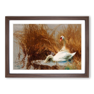 Two White Swans by Bruno Liljefors - Framed Print