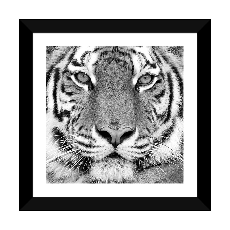 " Tiger " by PhotoINC Studio, 24" H x 24" W x 1" D, Black Framed Fine Art Paper