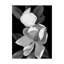  Wrapped Canvas Wall Art - Susan S. Barmon 'White Magnolia Black And White' Wall Art for Living Room, Bedroom, or Office Décor - 24x32-29225530