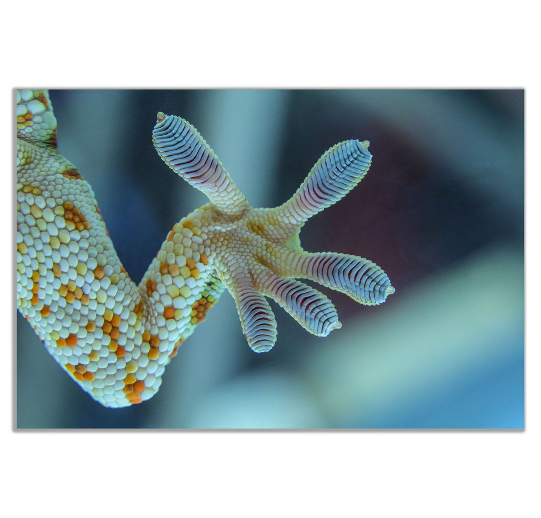 Gecko Leg Canvas Wall Art Picture Print - Wrapped Canvas Print