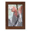 Tropic Parrot II encadré sur papier-1847621178-1847621157