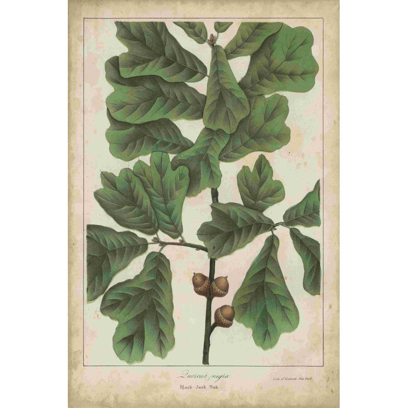 Feuilles de chêne et glands I, H 30 po x l 20 po