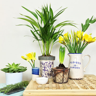 blooming bulbs, daffodils and succulents clustered on a wooden table in ceramic sizes