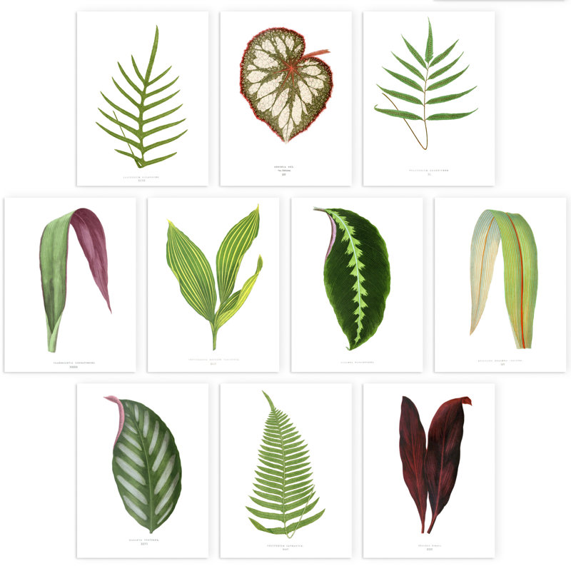 Bright Vintage Leaf Audubon Style Detailed Botanical Study - 10 Piece No Frame Print Set, 29.7cm H x 21 cm W x 0.4 cm D