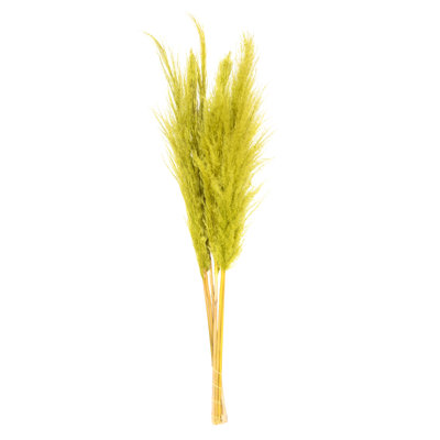 46" Dried Pampas Grass