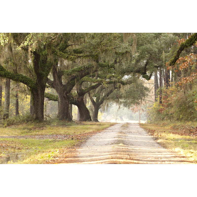 Live Oak Tree - Photographie sur toile tendue, H 8 po x l 12 po