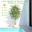 Ficus artificiel en figuier blanc en pot décoratif, plante artificielle réaliste avec bois naturel multi-troncs pour la décoration de bureau personnel-658401131
