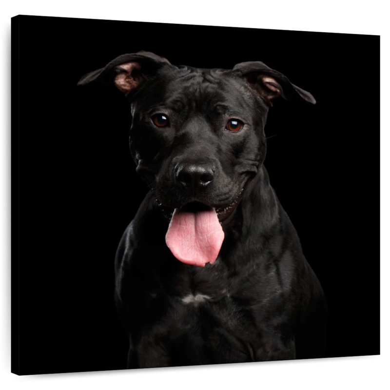 Crowle Black Pit Bull Terrier Dog