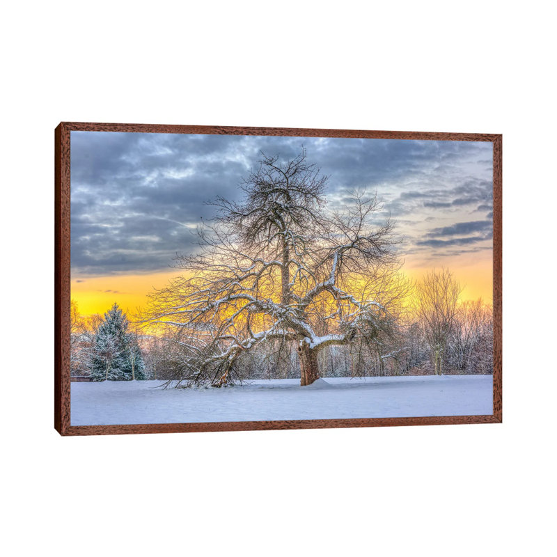 Apple Tree Winter by David Gardiner - Print on Canvas, Classic Wood Framed, 101.6 cm H x 66.04 cm W