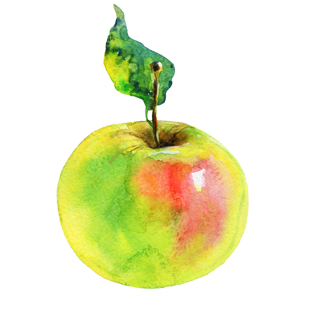 Aquarellierter Apfel von Olga Matyash - Leinwanddrucke