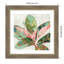 «Abstract Pink Ficus» par Wellston Wood, reproduction d'art encadrée-1146549120