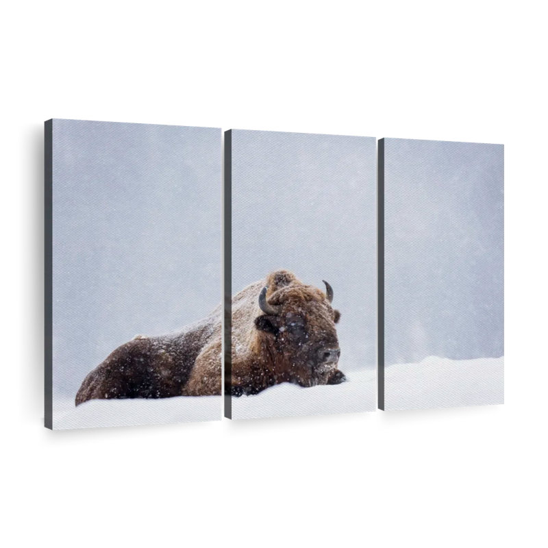 «Snow Bathing Bison», 3 pièces sur toile, H 36 po x l 57 po x P 1,25 po