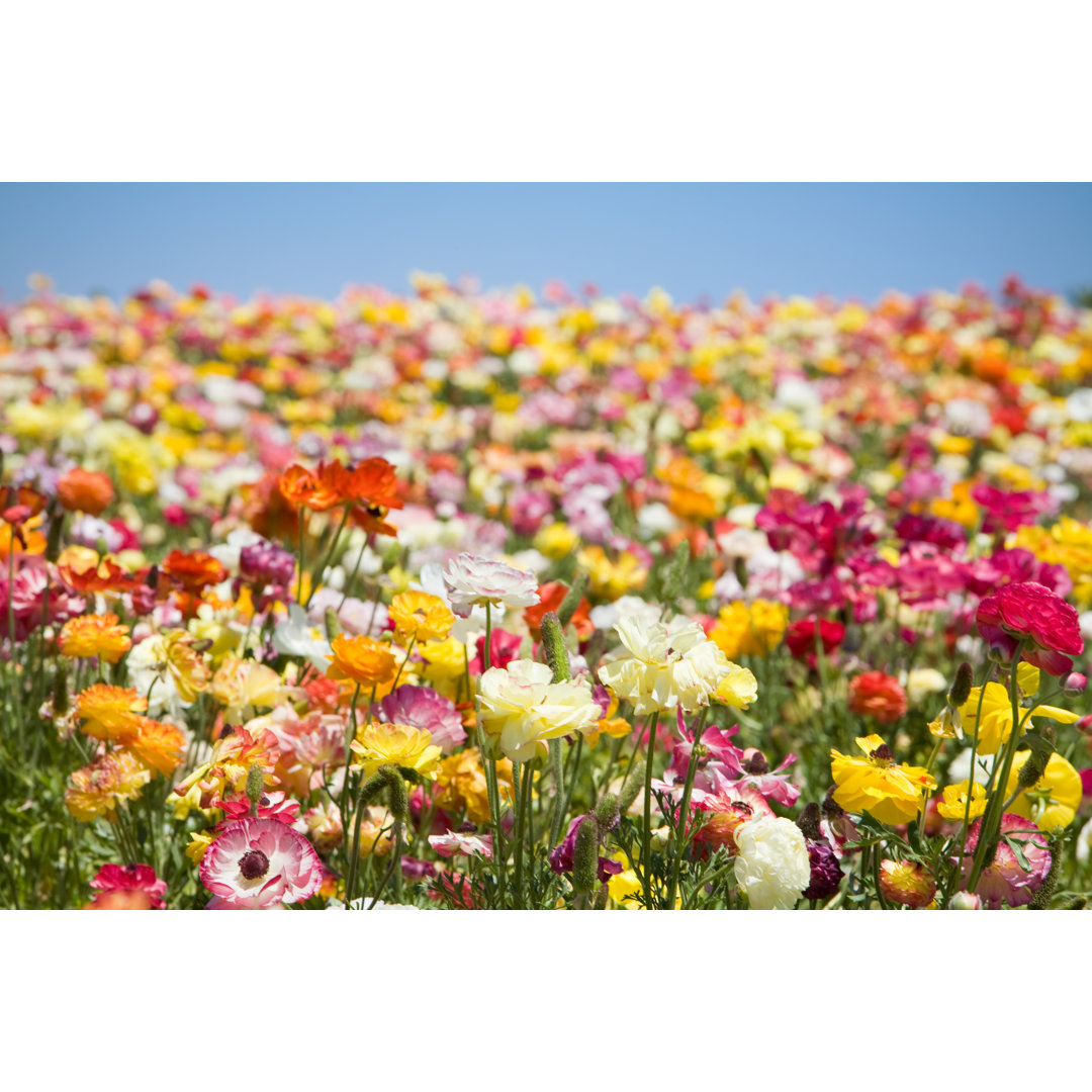 A Field Full Of Spring Flowers von Meltonmedia - Kunstdrucke auf Leinwand ohne Rahmen