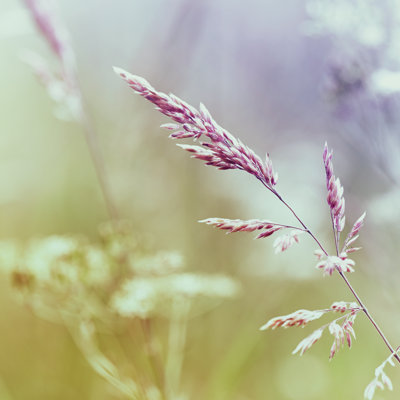 Summer Meadow - Wrapped Canvas Print