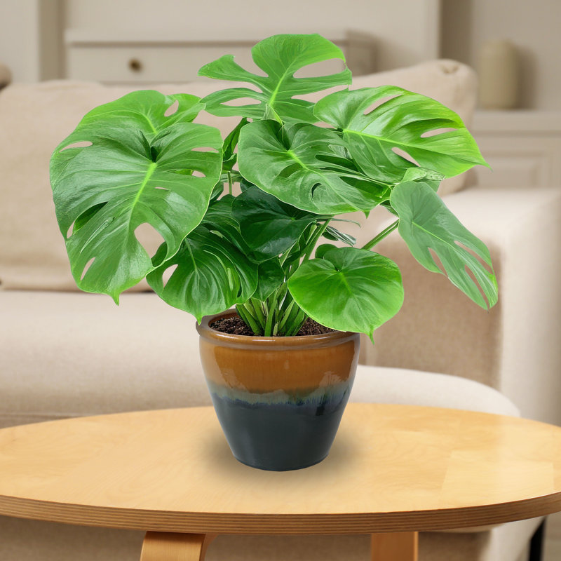 Chalet 11.75" x 11.75" x 9.5" Round Ceramic Outdoor Planter 2-Count - Forest Green, Green, 9.5" H x 11.75" W x 11.75" D