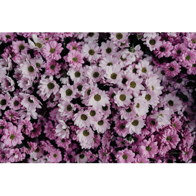Marguerites pâles