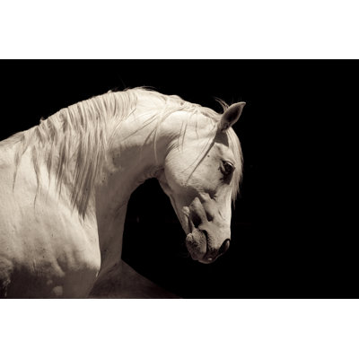 Cheval étalon blanc andalou par 66North