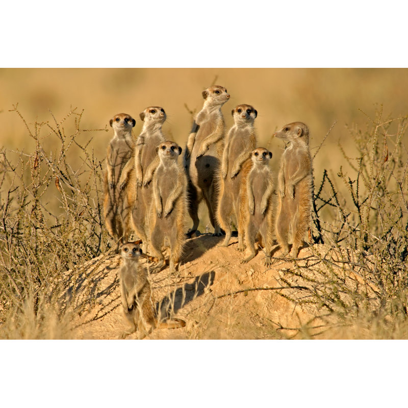 " Suricate (Meerkat) Family " by Ecopic, 8" H x 12" W x 1.25"D