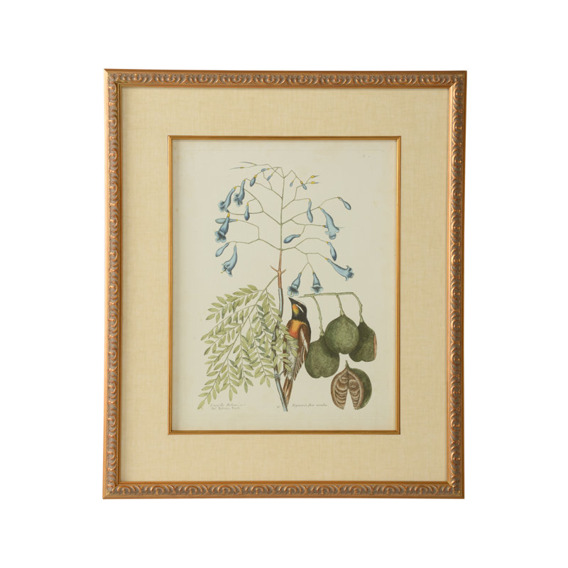 Catesby Bird And Botanical II Print
