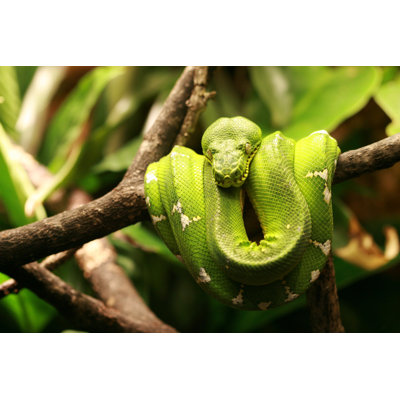 Boa émeraude par Huronpoto