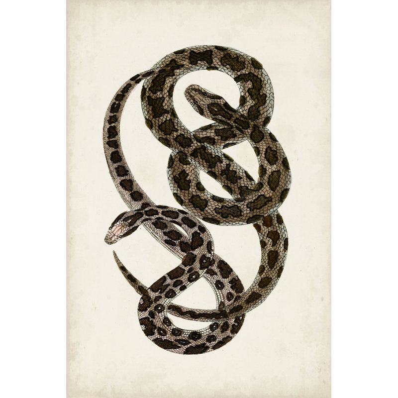 Antique Snakes V - Wrapped Canvas Art Prints, 122 cm H x 81 cm W, Black Floater Framed