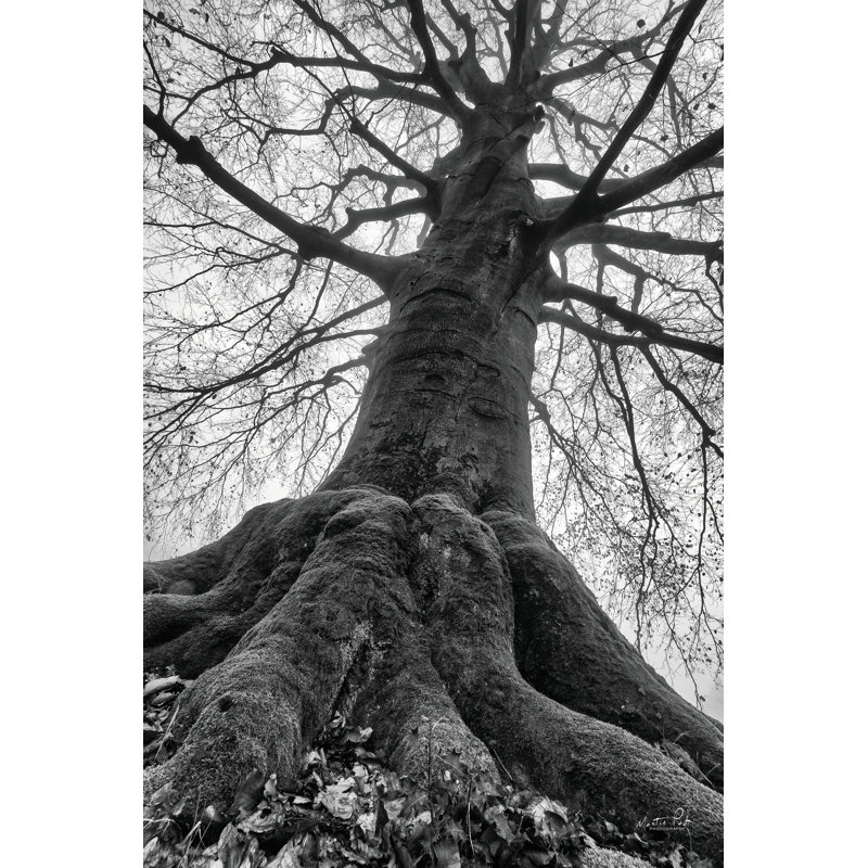 The Giant I, Yes, 36"H x 24"W, Maple Framed Print