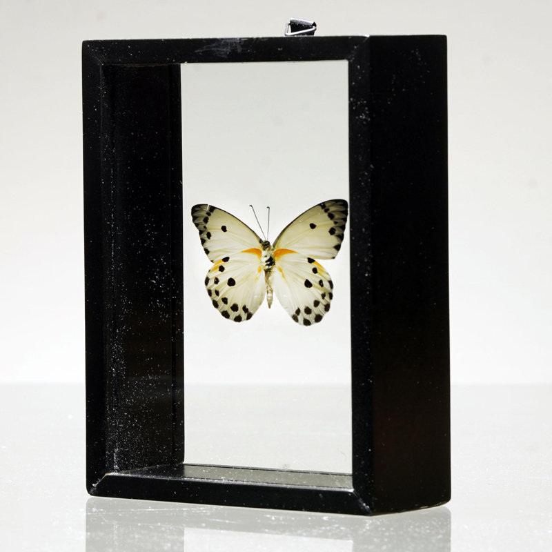 Magnifique papillon Belenois Calypso dans une boîte de présentation