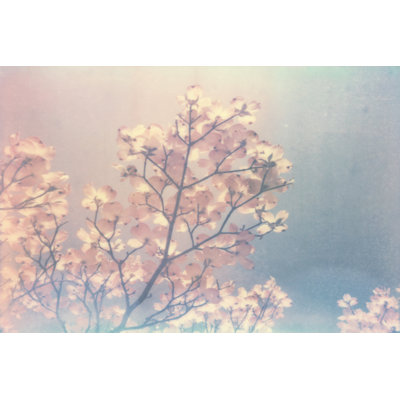 Flowering Dogwood I by Jason Johnson - Wrapped Canvas Print