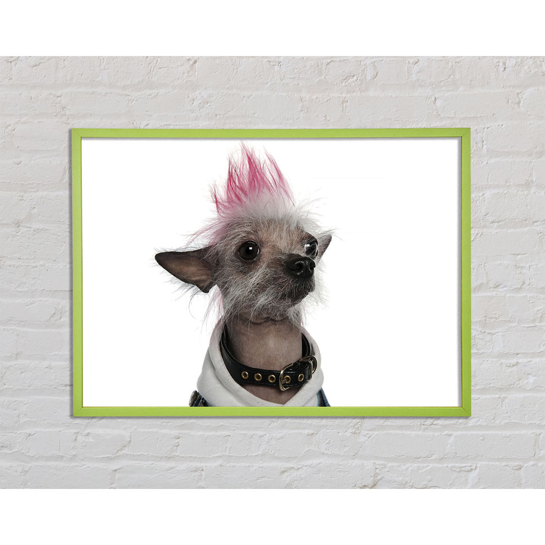 Gerahmtes Leinwandbild Chinese Crested Punk Dog