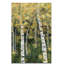 «Birch Treeline III», reproduction-174838997-174837437