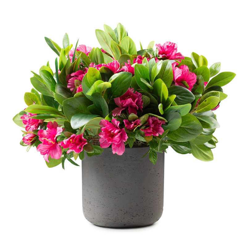 Fuscia Bush in Black Pot