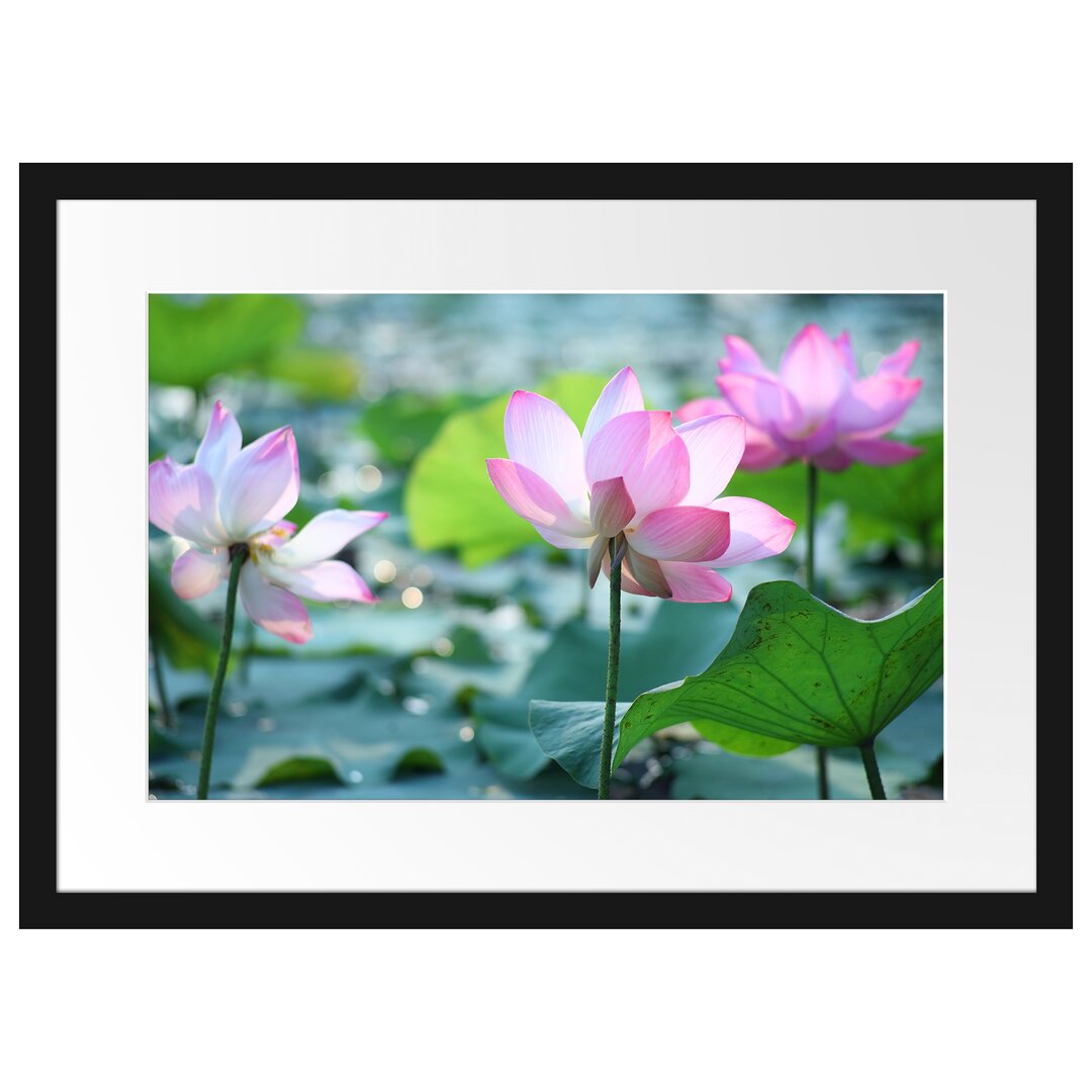 Gerahmtes Poster Rosa Lotusblüte im Teich