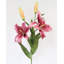 Lys Stargazer blanc 29 po-606907638-606907632