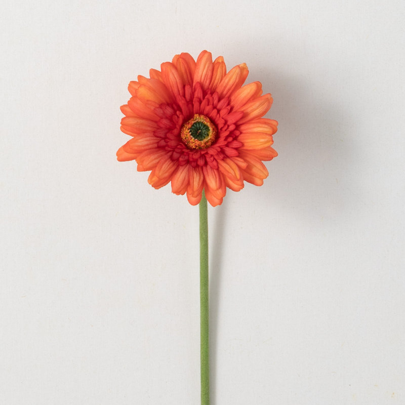 Fleurs de marguerites vibrantes, Orange