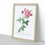 Provence Rose in Pink by Pierre-Joseph Redoute - Picture Frame Painting Print-55601445-55601446