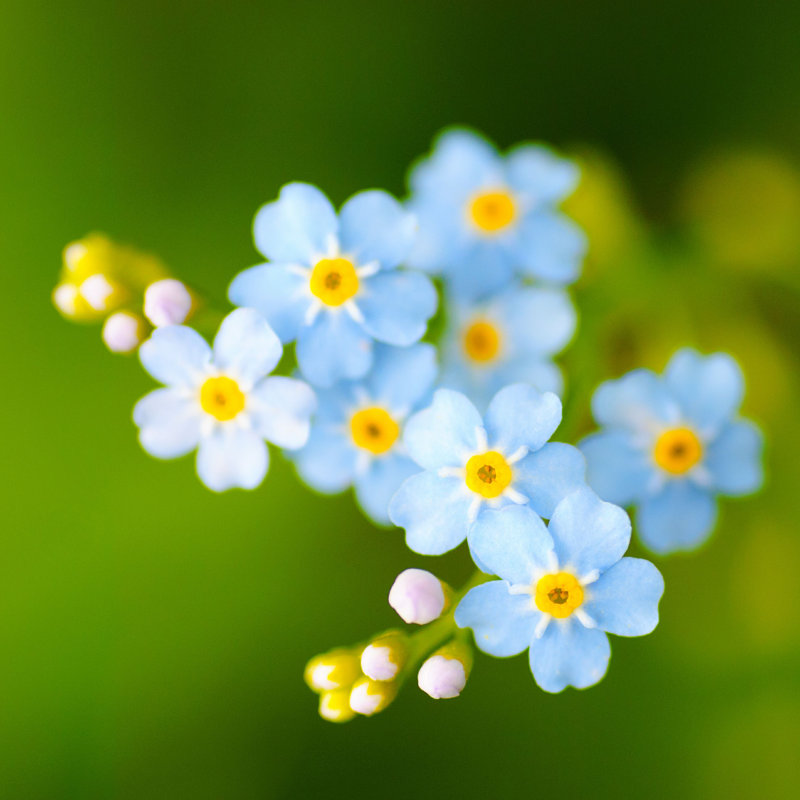 Meadow Flowers - Photographie sur toile tendue, H 12 po x l 12 po