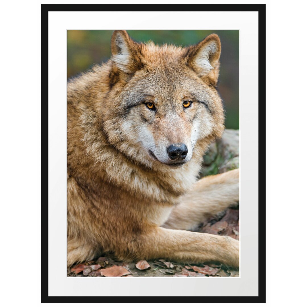 Gerahmtes Fotoposter "Stolzer Wolf auf einem Stein