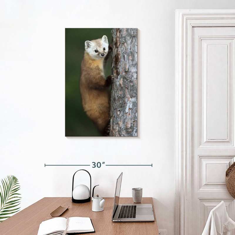Brampt Wild American Marten, 30" H x 20" W