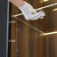 Sayles Display Cabinet with Adjustable Shelves & Interior Light