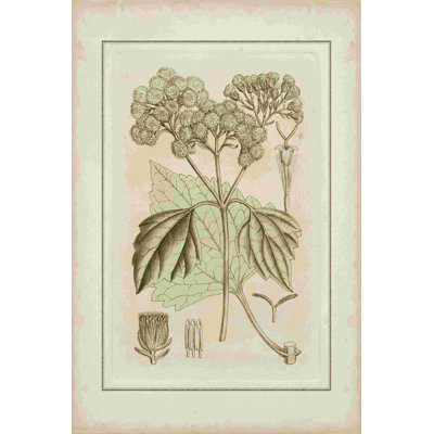 Botanical IV teinté